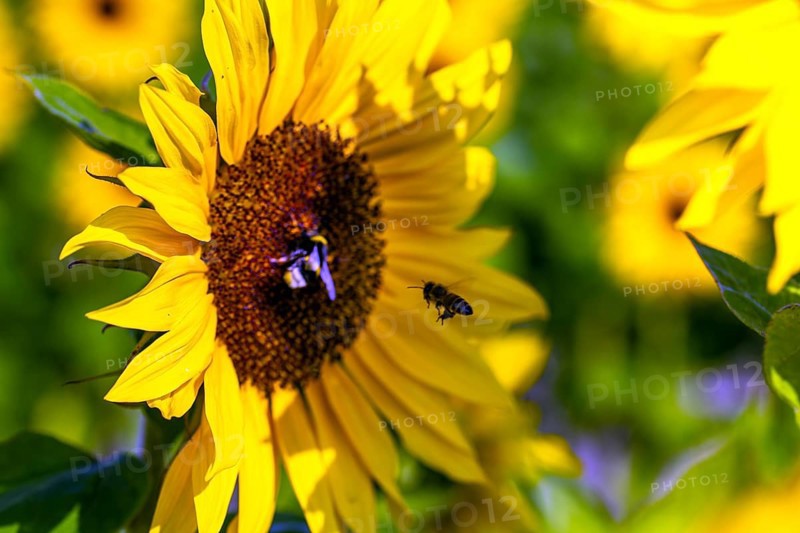 Close-up of a sunflower. A bee collects pollen and nectar from the flower