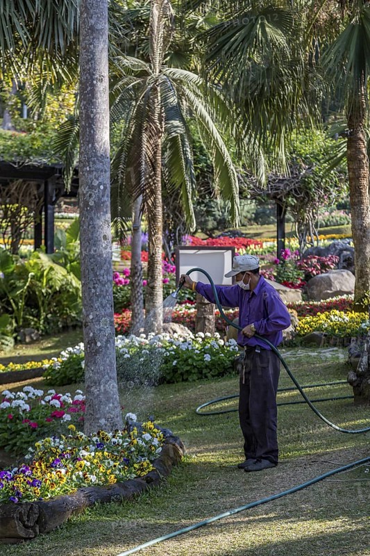 Laborer watering plants at Mae Fah Luang Gardens within the Doi Tung tourist attraction in Chiang Rai, Thailand