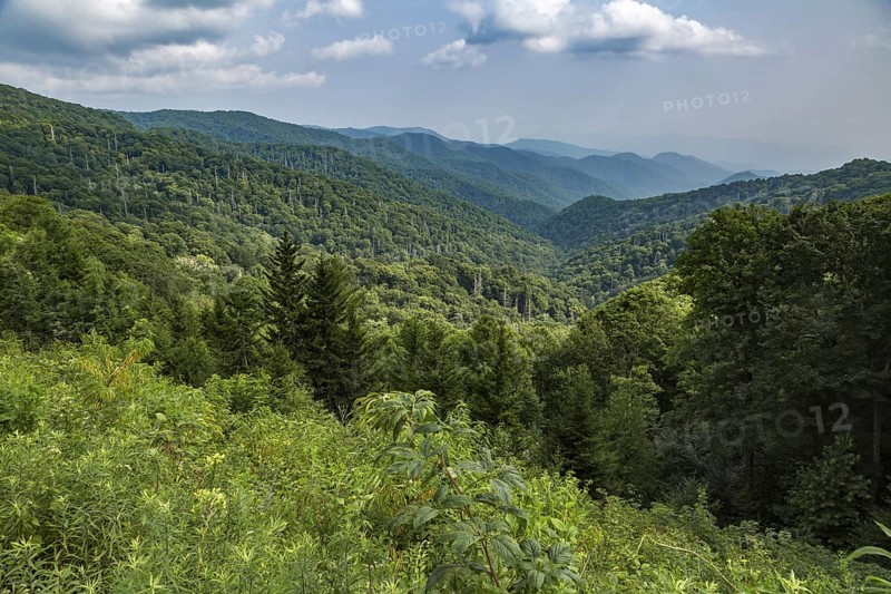 Hazy Blue Ridge Mountains in the distance behind evergreen trees near Clingman's Dome in Tennessee