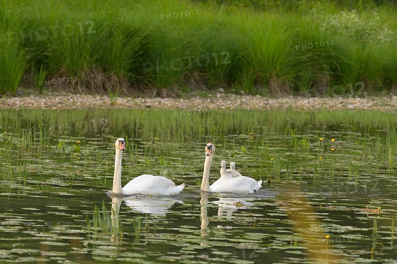 Mute swans (Cygnus olor), juveniles, water, Lower Austria