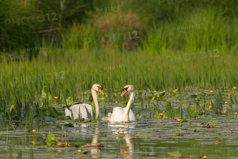 Mute swans (Cygnus olor), juvenile, water, Lower Austria