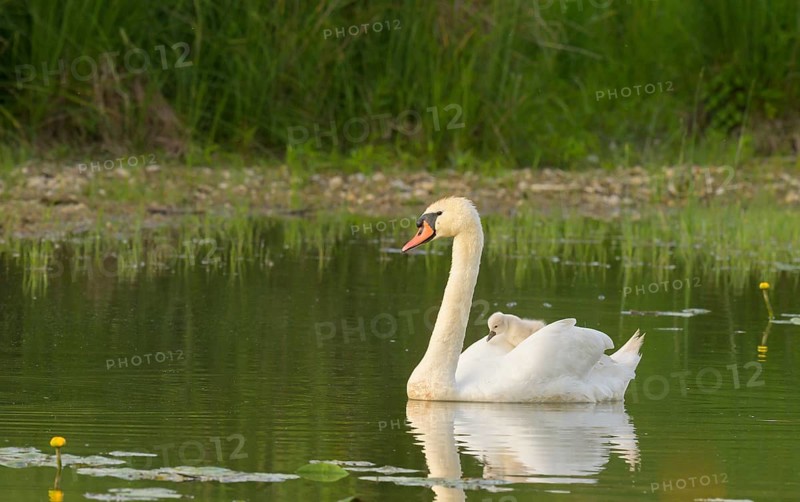 Mute swan (Cygnus olor), juvenile, water, Lower Austria