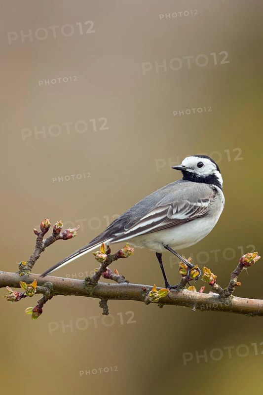In spring... White wagtail (Motacilla alba) on the branch of a sprouting cherry, side view, looking back over its shoulder, widespread, common and well-known black and white native songbird, native birds, wildlife, nature, Lower Rhine, North Rhine-Westphalia, Germany, Western Europe