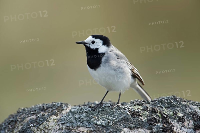 Black and white bird... Pied Wagtail (Motacilla alba), generally known, conspicuous bird species, common in many places, stands on a rock covered with lichen, looks around, typical behaviour, songbird, native birds, wildlife, nature, southern Sweden, Sweden, Scandinavia, northern Europe Pied Wagtail (Motacilla alba) perched on a rock, carefully looking around, shows typical behaviour, wildlife