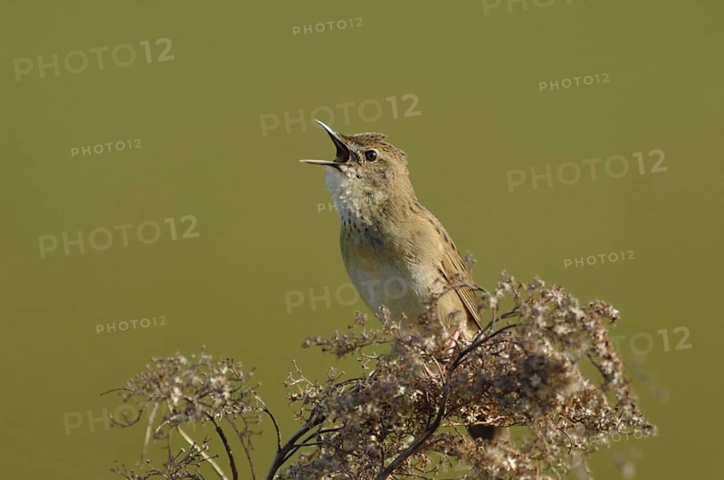 Conspicuous song... Field warbler (Locustella naevia) in spring, sings its song at the top of its voice, courtship display, defends its territory, typical bird song sounding like a sewing machine stereotype, native birds, wildlife, nature