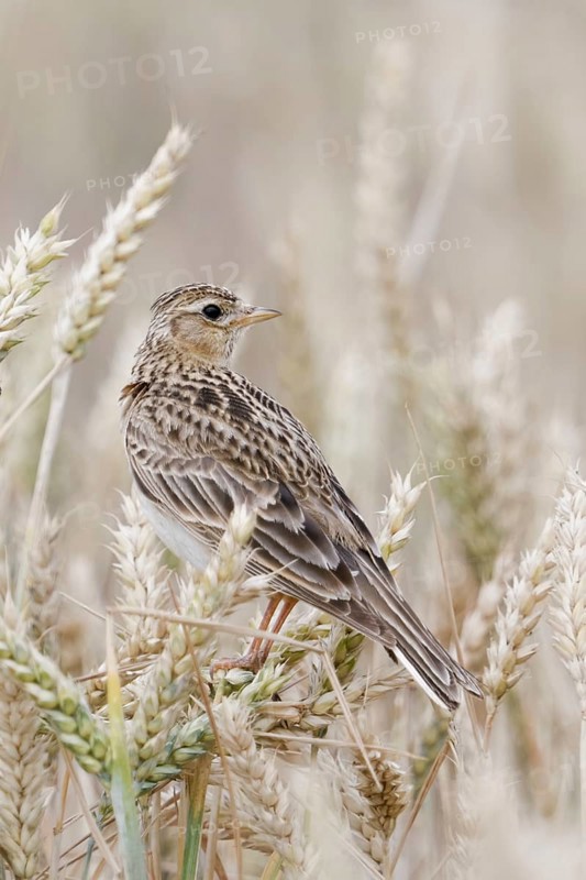 In the ripe wheat... Skylark (Alauda arvensis) looks around, typical character bird of the field and meadow landscape, well adapted, but nevertheless highly endangered due to habitat loss, sits in ripe grain, native birds, wildlife, nature, North Rhine-Westphalia, Germany, Western Europe