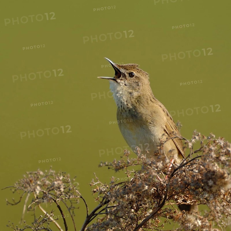 Sounds like a sewing machine... Field warbler (Locustella naevia) in spring, sings its song at the top of its voice, courtship display, defends its territory, typical, stereotypical sounding bird song, native birds, wildlife, nature