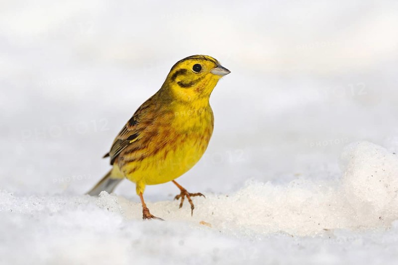 In winter... Yellowhammer (Emberiza citrinella), well-known, beautiful golden-yellow songbird in the snow, native birds, wildlife, nature, Lower Rhine, Rhine district Neuss, North Rhine-Westphalia, Germany, Western Europe