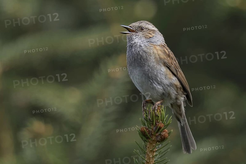 Bird song... Dunnock (Prunella modularis) in spring, singing high up on a fir tree top, native birds, wildlife, nature, North Rhine-Westphalia, Germany, Western Europe