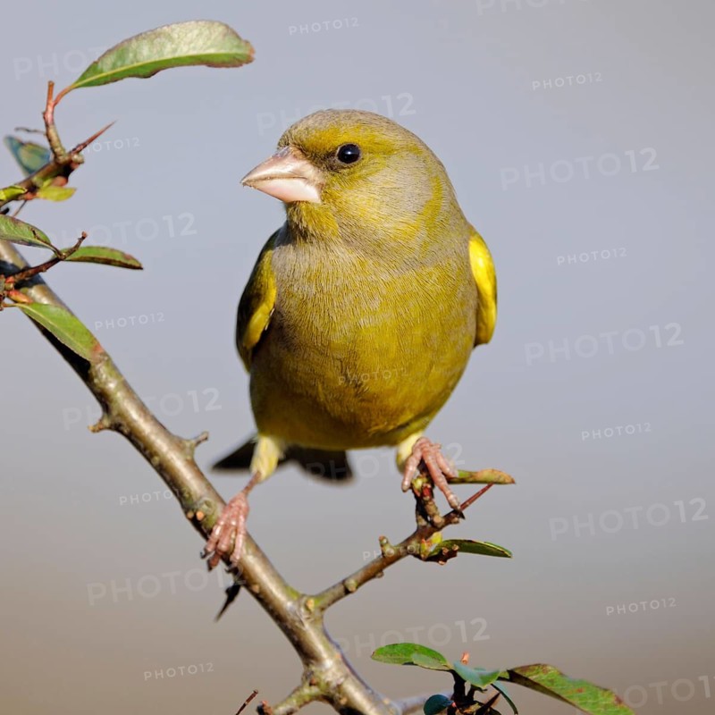 In the home garden... Greenfinch (Carduelis chloris), common, native songbird species, also likes to come to winter feeders, bird feeders, native birds, wildlife, nature, Lower Rhine, Rhine district Neuss, North Rhine-Westphalia, Germany, Western Europe
