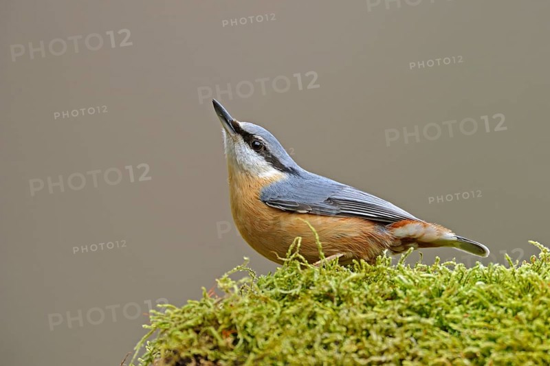 In typical pose... Nuthatch (Sitta europaea) attentively observing its surroundings, typical behaviour, characteristic posture, native birds, wildlife, nature, Lower Rhine, Rhine District Neuss, North Rhine-Westphalia, Germany, Western Europe