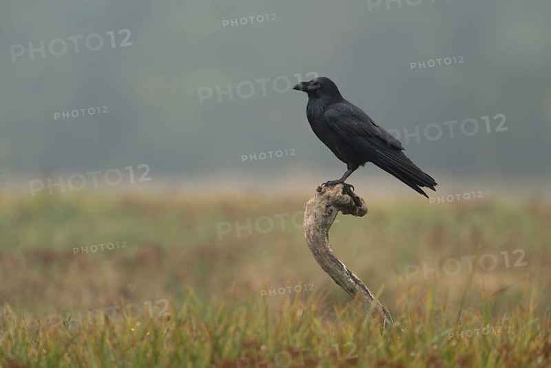 On observation post... Raven (Corvus corax), largest native raven in its natural habitat, intelligent and observant bird, native birds, wildlife, nature, Mecklenburg-Western Pomerania, Germany, Western Europe