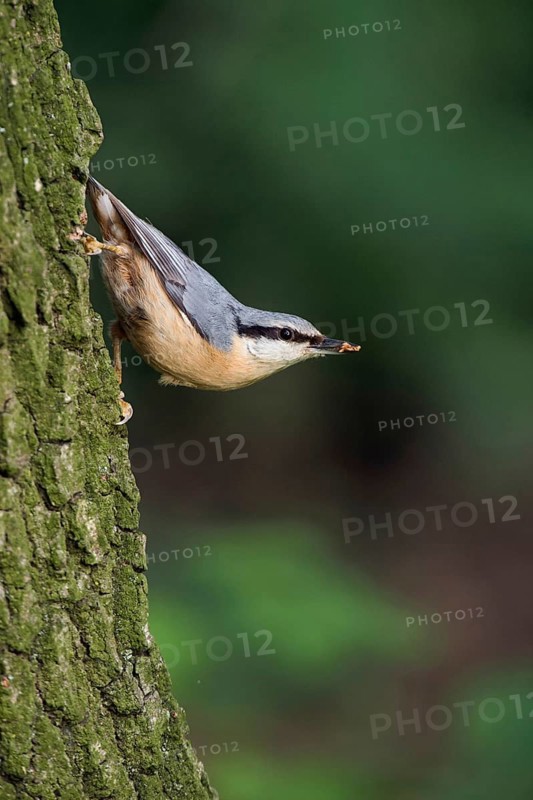 Typical nuthatch pose... European nuthatch (Sitta europaea) in typical nuthatch pose, sitting upside down on a tree trunk, an oak tree, with food in its beak, looking around in the forest, native birds, wildlife, nature, Lower Rhine, North Rhine-Westphalia, Germany, Western Europe
