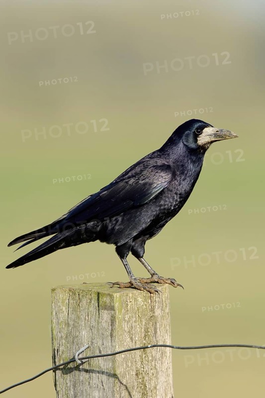 Shimmering blue plumage... Raven (Corvus frugilegus) sitting on a fence post, North Rhine-Westphalia, Germany, Western Europe