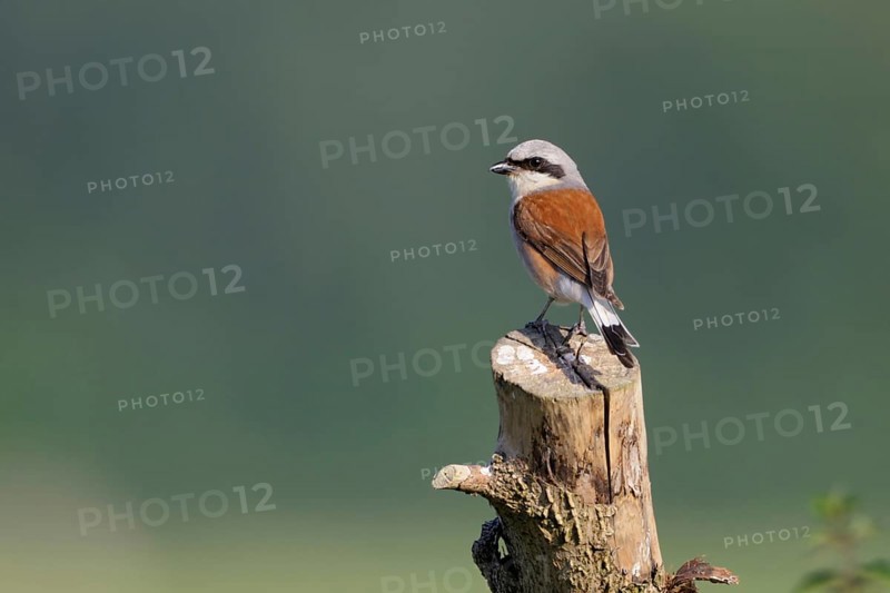 Favoured perch... Red-backed shrike (Lanius collurio), colourful male, sitting in an open landscape on a tree stump already smeared with droppings, hunting for insects, looking around, native birds, wildlife, nature, North Rhine-Westphalia, Germany, Western Europe