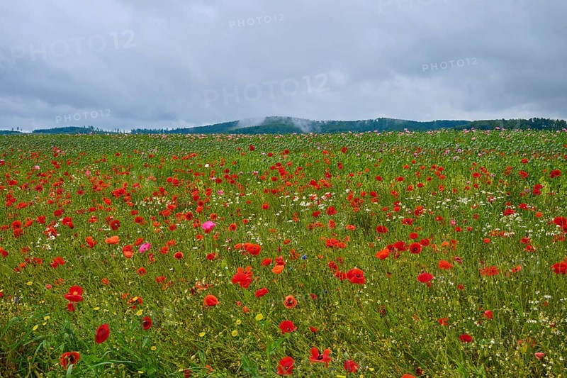 Red poppy (Papaver rhoeas), poppy capsules and scattered wildflowers, stretch out under an overcast sky, summer, Germerode, Geo nature park Park Frau-Holle-Land, Hoher Meissner, Hesse, Germany