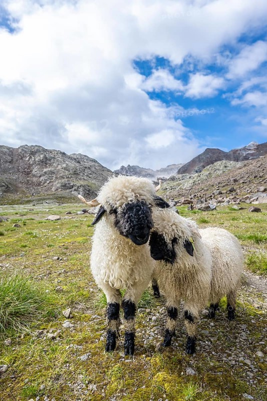 Two Valais Blacknose sheep (Ovis gmelini aries), high alpine mountain valley, Obere Senner Egete, Stubai Alps, near Ridnaun, South Tyrol, Italy