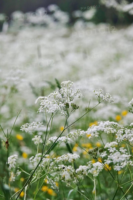 Meadow chervil (Anthriscus sylvestris), May, Germany