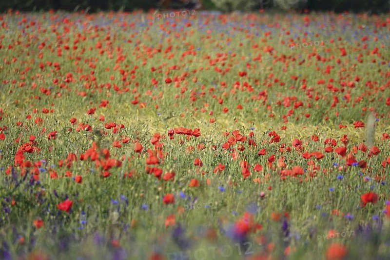 Beautiful picturesque poppy field, June, Germany
