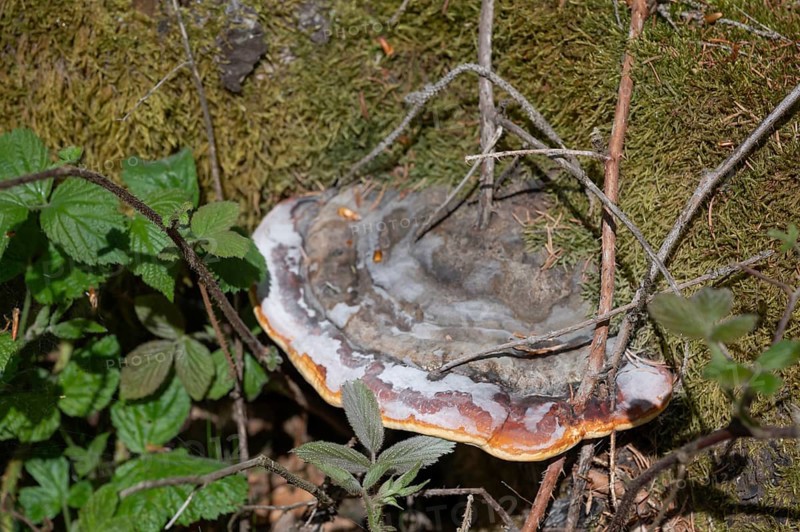 Red Banded Polypore (Fomitopsis pinicola), Bavaria, Germany
