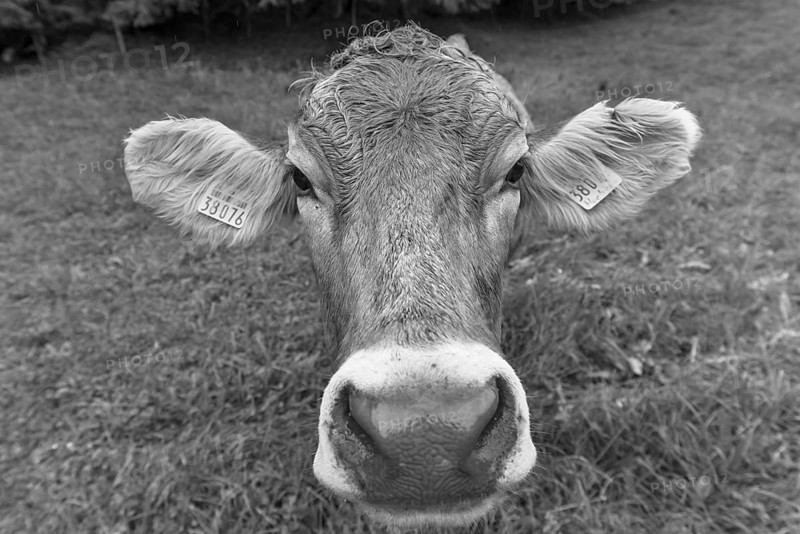 Allgäu cow in a meadow, portrait, Bad Hindelang, Allgäu, Bavaria, Germany