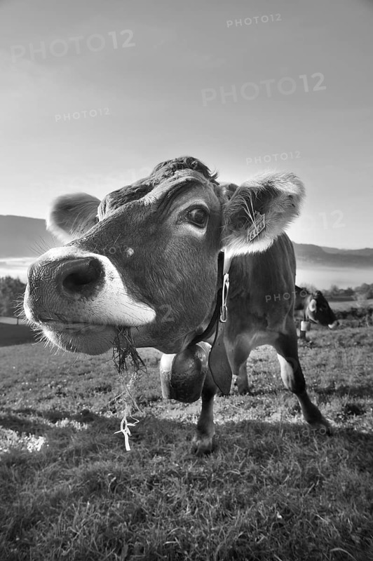 Algäu cow (Braunvieh) on the pasture looking into the camera, Weitnau, Oberallgäu, Bavaria, Germany
