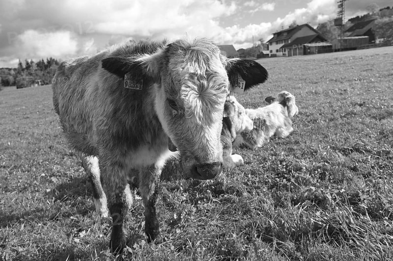 Cow calf looking into the camera, Weitnau, Allgäu, Bavaria, Germany