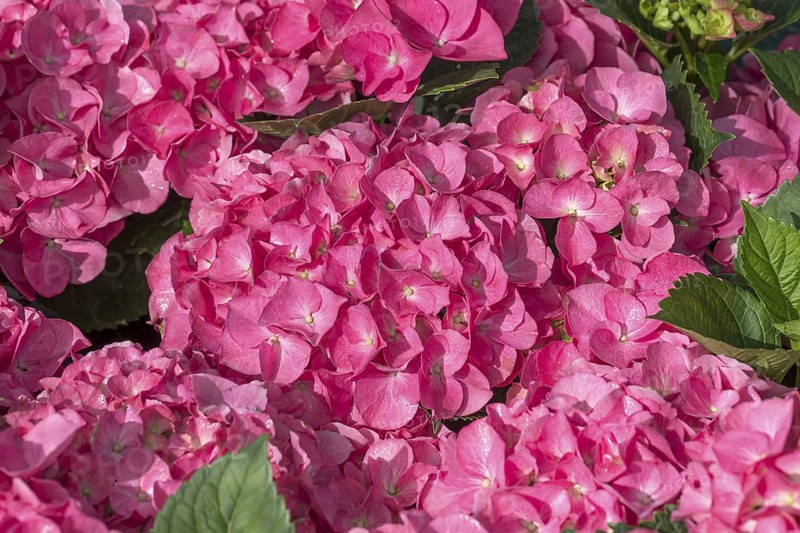 Garden hydrangea (Hydrangea macrophylla 'Duro'), BS Sämann, Germany