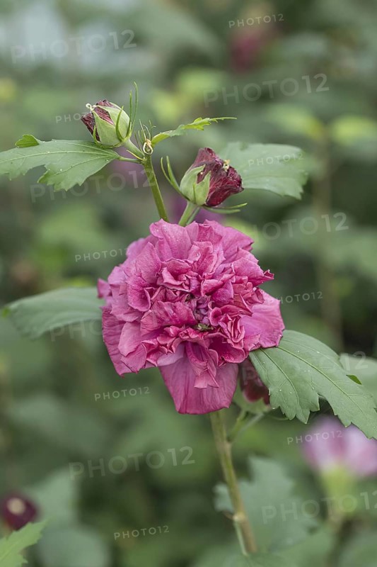 Garden marshmallow (Hibiscus syriacus FRENCH CABARET® RED), BS Sämann, Germany