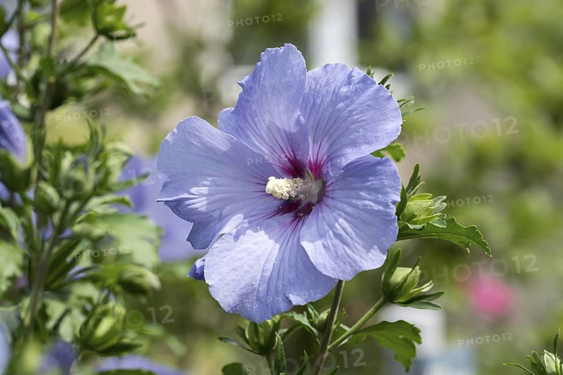 Garden marshmallow (Hibiscus syriacus 'Oiseau Bleu'), Grüne Aue 7, Germany