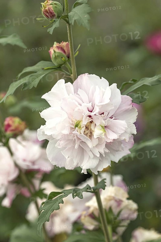 Garden marshmallow (Hibiscus syriacus FRENCH CABARET® PASTEL), BS Sämann, Germany