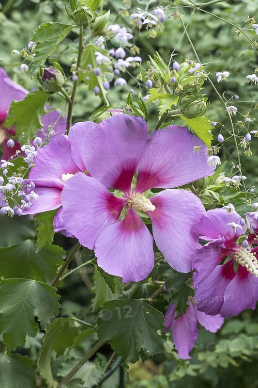 Garden marshmallow (Hibiscus 'Resi'), An den Dorfwiesen 9, Germany