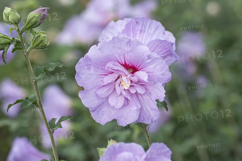 Garden marshmallow (Hibiscus syriacus LAVENDER CHIFFON), BS Sämann, Germany