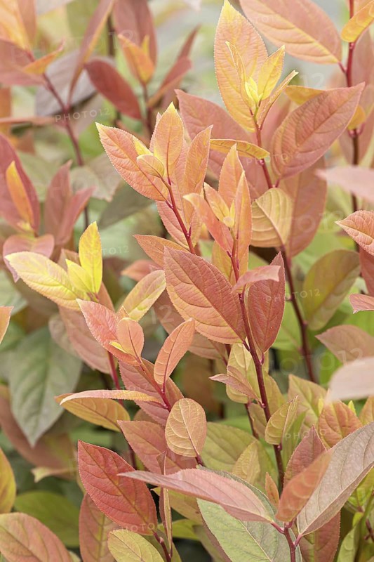 Itea virginica (Itea virginica SCENTLOVE), BS Sämann, Germany
