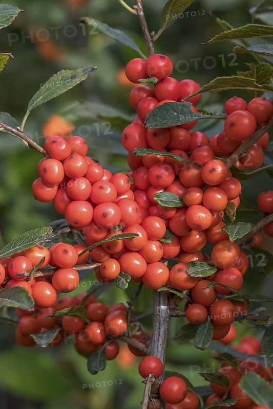 Winterberry (Ilex verticillata MAGICAL TIMES), Bundessortenamt, Germany