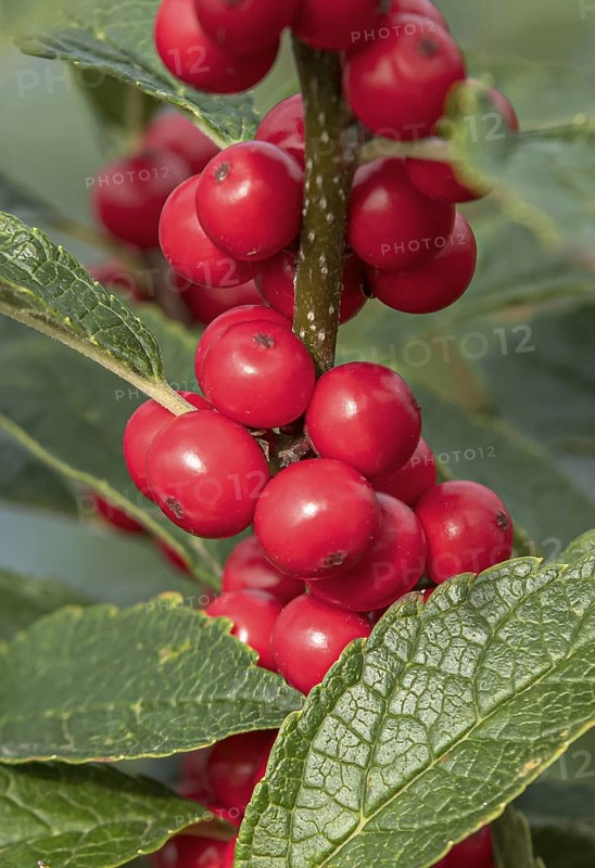 (Ilex verticillata), Bundessortenamt, Germany