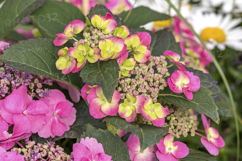 Plate Hydrangea (Hydrangea serrata FLAIR & FLAVOURS COTTON CANDY), BS Sämann, Germany