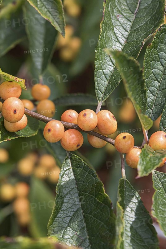 (Ilex verticillata 'Cresgold'), Bundessortenamt, Germany