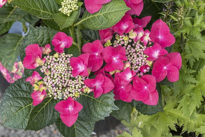 (Hydrangea macrophylla FRISBEE HOT PINK), BS Sämann, Germany
