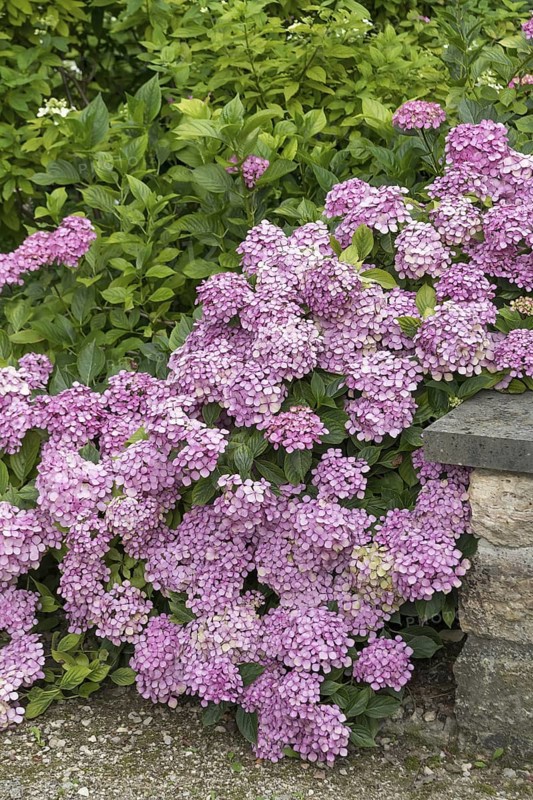 Garden hydrangea (Hydrangea macrophylla 'Thelenn'), Oberdieckgarten, Germany