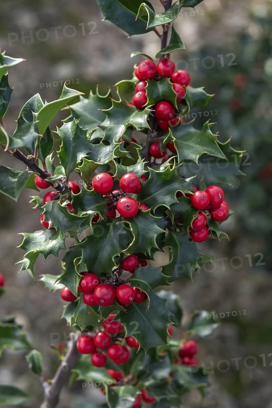 Holly (Ilex × meserveae 'Blue Angel'), Saxon State Office for the Environment, Germany