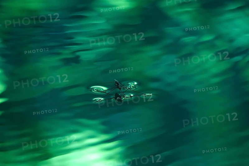 Insect Water strider (Gerridae) on a river, June, Saxony, Germany