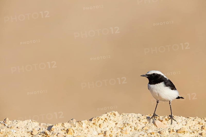 Black-backed Wheatear, Black-backed Wheatear, Basalt Wheatear, (Oenanthe lugens), Animals, Birds, Wheatear, Near Mitze Ramon Crater, Mitzpe Ramon, HaDarom, Israel
