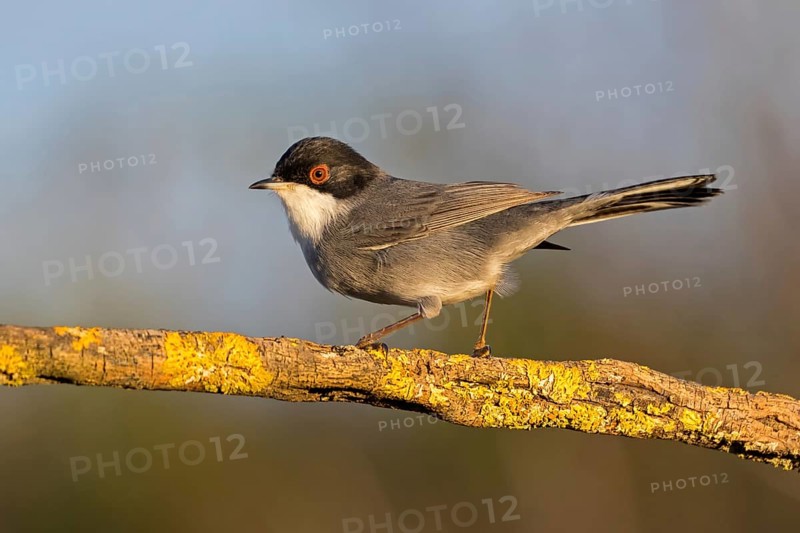 Velvet-headed warbler, (Sylvia melanocephala) Animals, Birds, Warbler family, Songbird, Sierra de San Pedro, Herreruela, Extremadura, Spain