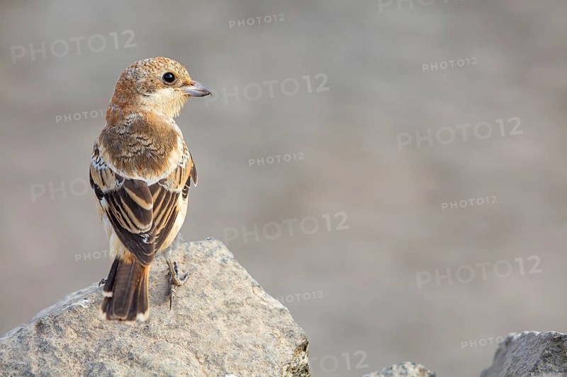 Red-headed Shrike, (Lanius senator), animals, birds, songbird, shrike family, on perch, biotope, habitat, foraging, Tirat Zvi Fish Ponds, Bet Shean Valley, Northern District, Israel