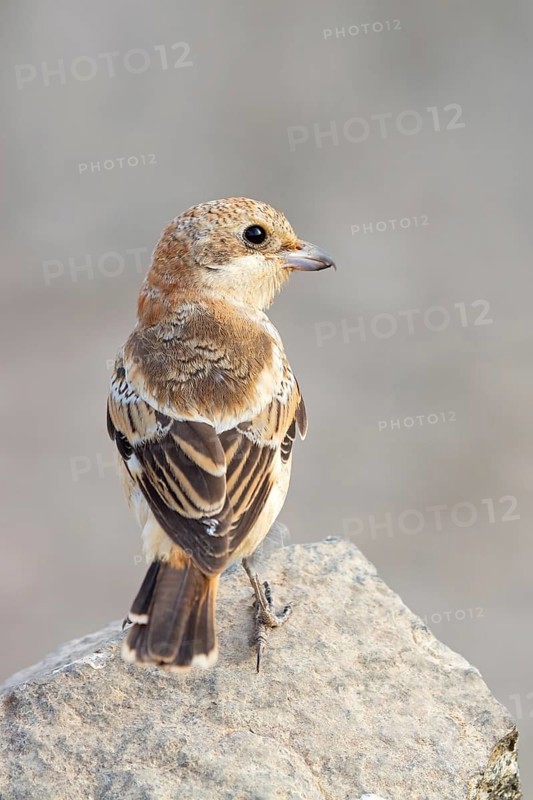Red-headed Shrike, (Lanius senator), animals, birds, songbird, shrike family, on perch, biotope, habitat, foraging, Tirat Zvi Fish Ponds, Bet Shean Valley, Northern District, Israel