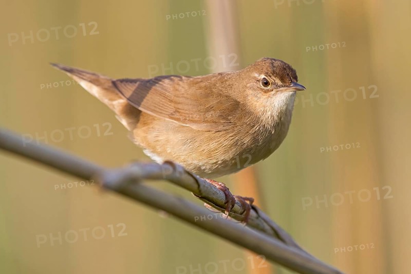 Reed warbler, (Locustella luscinioides), Locustelle luscinioïde, Animals, Birds, Songbirds, Family of warblers, Eich-Gimbsheimer Altrhein, Worms district, Rhineland-Palatinate, Federal Republic of Germany