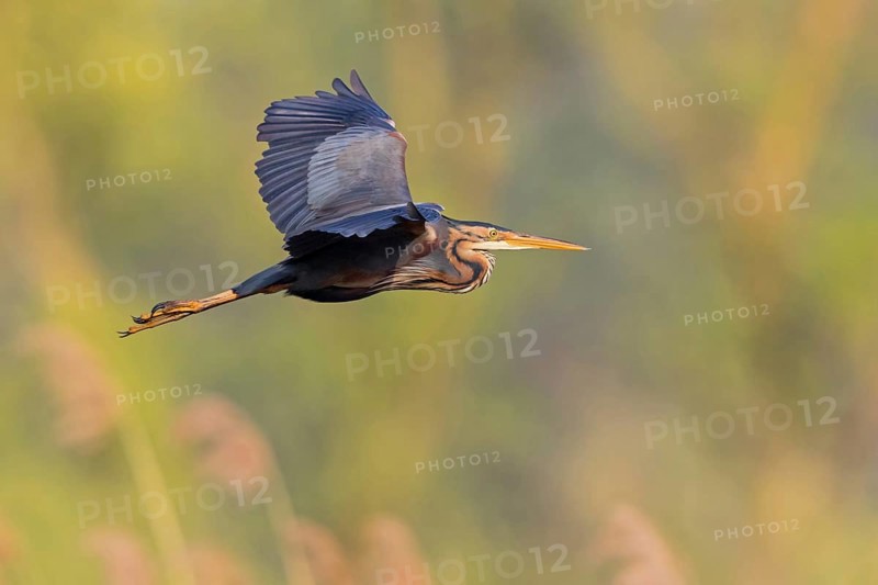 Purple Heron, (Ardea purpurea), animals, birds, heron family, flight photo, side view, Wagbach Lowlands, Everglades National Park, Florida, USA