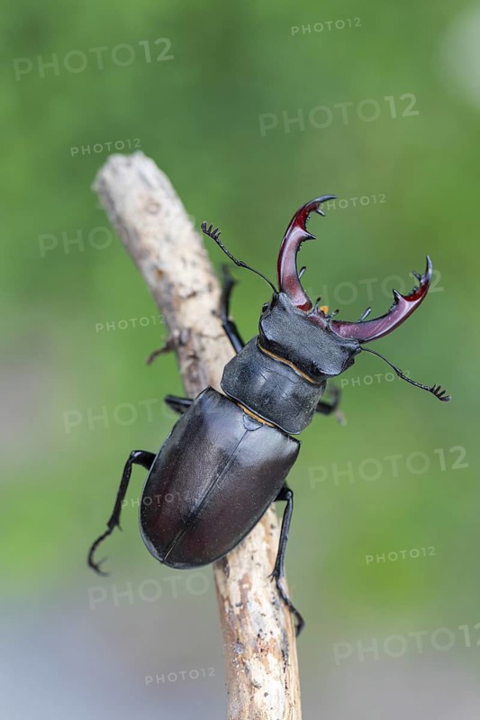 Detailed close-up of a stag beetle (Lucanus cervus) in its natural habitat