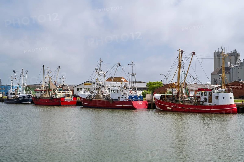 Fishing boats in the fishing harbour, Büsum, North Sea, Schleswig-Holstein, Germany